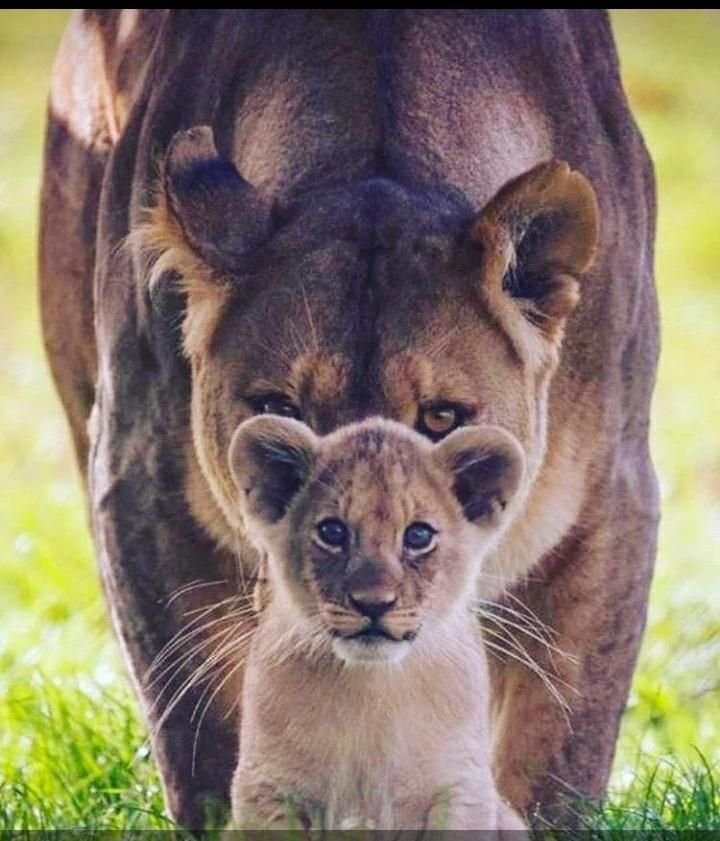A lioness standing protectively behind her cub